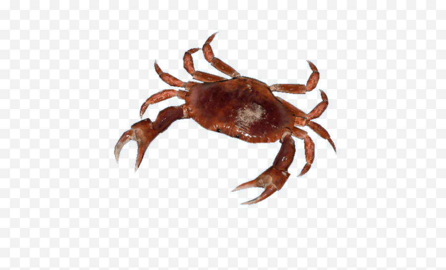 Red Crab - Dungeness Crab Png,Crabs Png