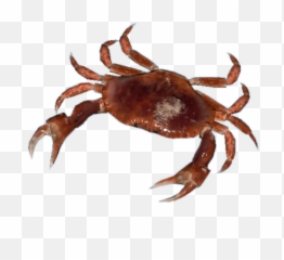 Red Crab - Dungeness Crab Png,Crabs Png