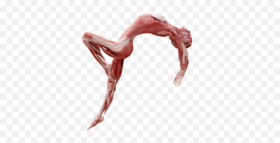 Human Body Collection Png Free - Human Body Body Worlds,Human Body Png