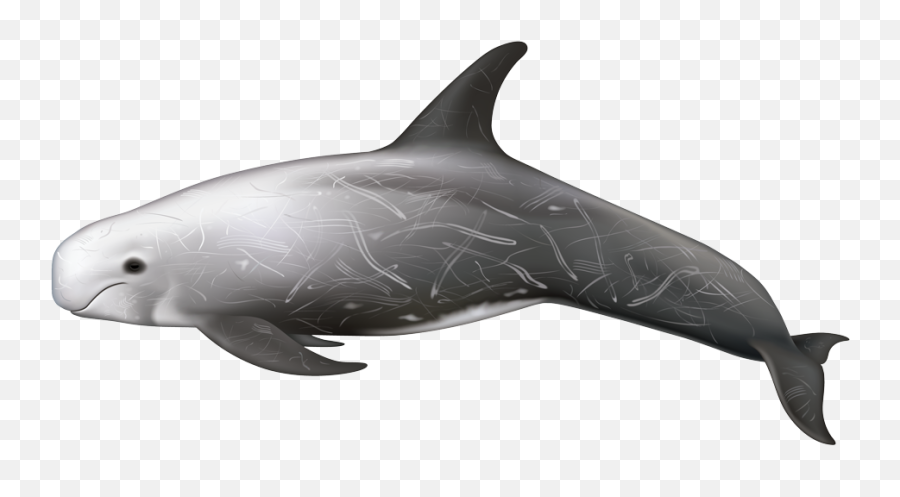 Rissos Dolphin - Dolphin Transparent Background Png,Dolphin Png
