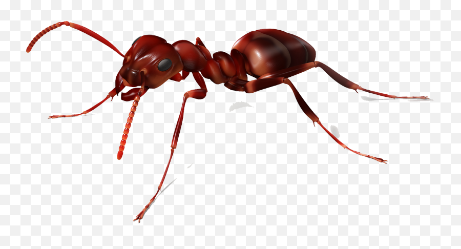 Download Ant Png Image Hq - Transparent Background Ant Transparent,Ants Png