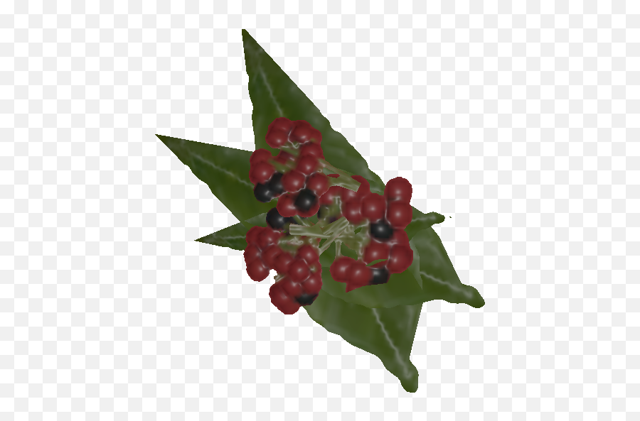 Psychotria - Official Green Hell Wiki Seedless Fruit Png,Green Plant Png