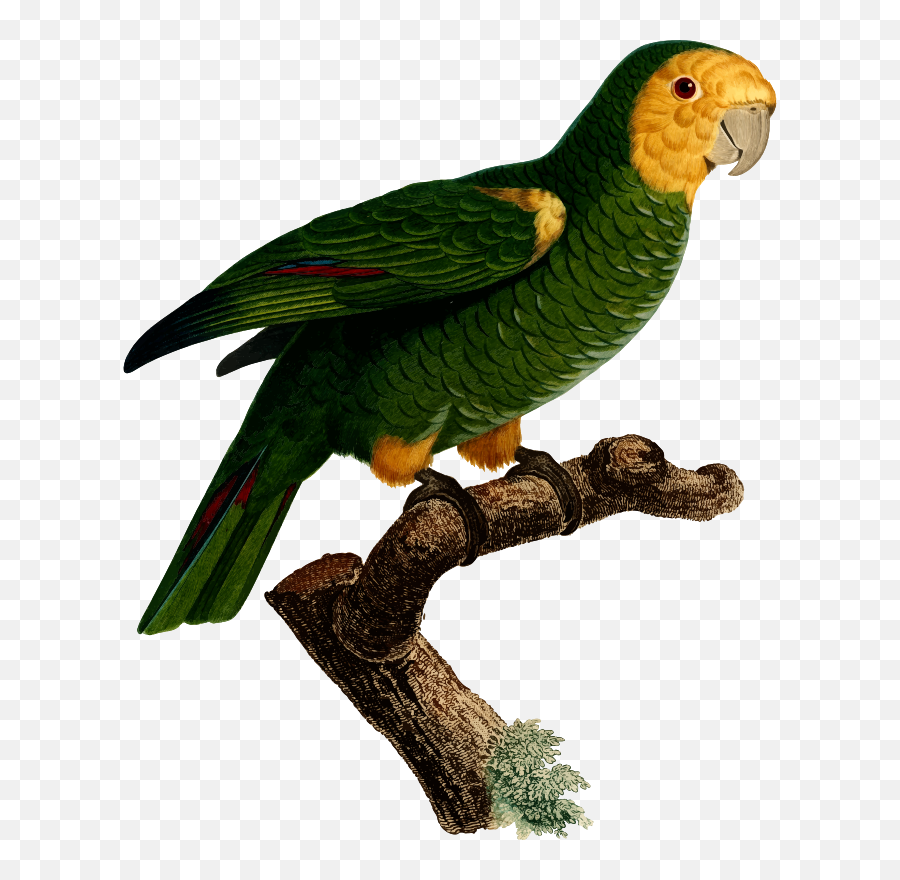 Budgerigar Parrot Macaw Art Bird - Parrots Png,Parrot Transparent