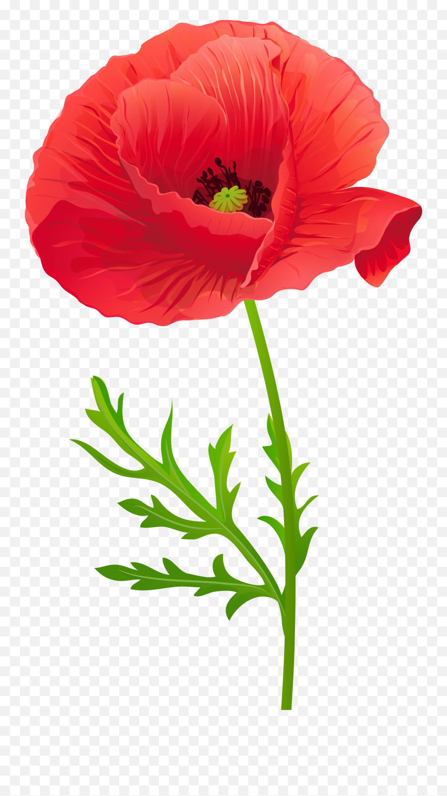 Download Opium Flower Clip Art Transprent Png Free Source - Red Poppy Flower Clipart,Flower Clip Art Png