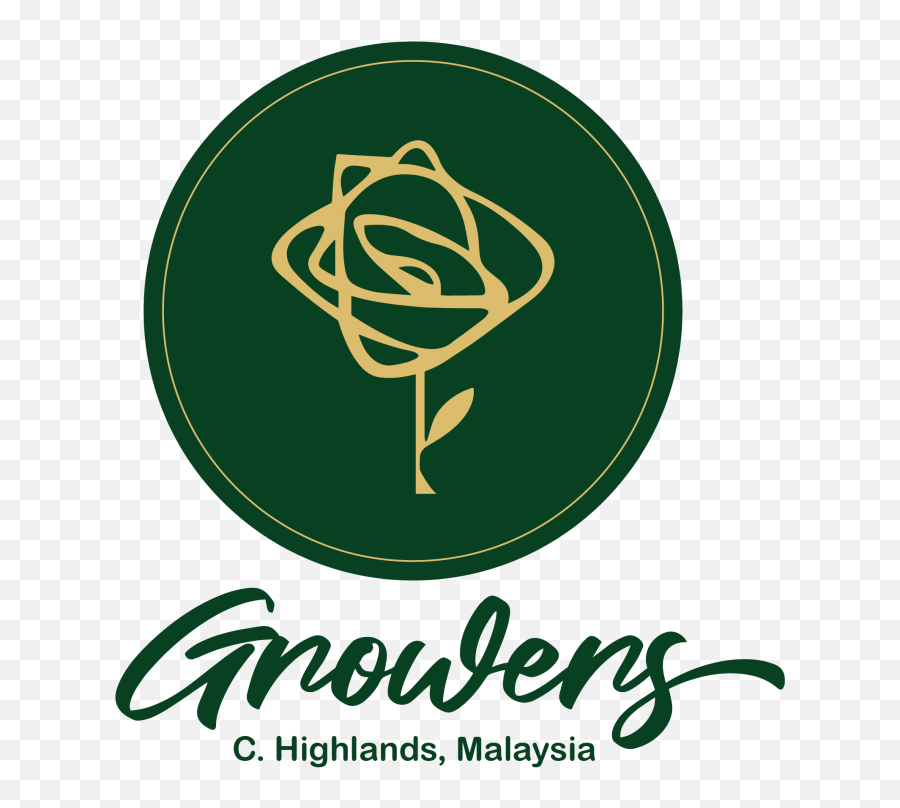Chrysanthemum Flower Cameron Highlands Malaysia - Flower Graphic Design Png,Chrysanthemum Png