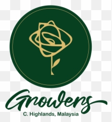 Chrysanthemum Flower Cameron Highlands Malaysia - Flower Graphic Design Png,Chrysanthemum Png