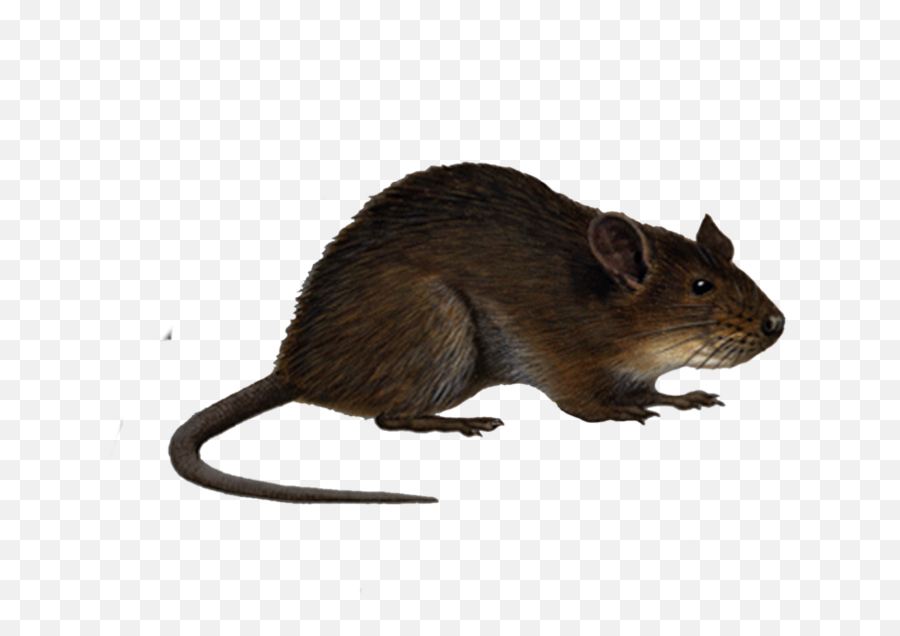 Rat Png Transparent Images - Rat Png,Rat Transparent