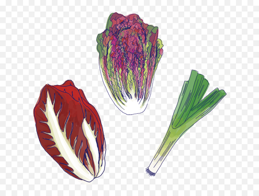 Food Media Lab - Radicchio Png,Veggies Png