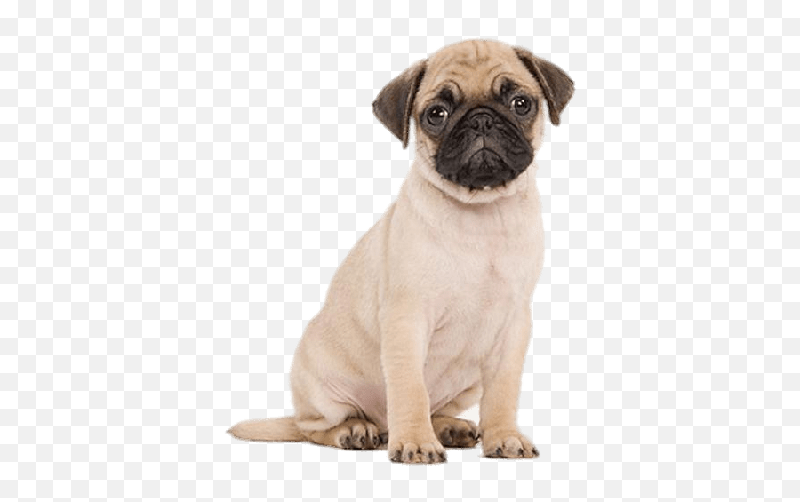 Dog Png Transparent Images Free Download - Pug Clipart,Cute Dog Png