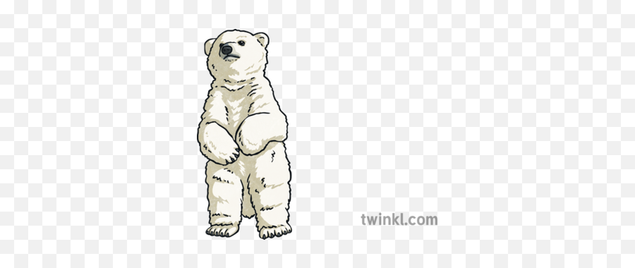 Polar Bear Cub Standing Animal Ice Fishing Inuit Arctic Snow - Animal Figure Png,Ice Bear Png