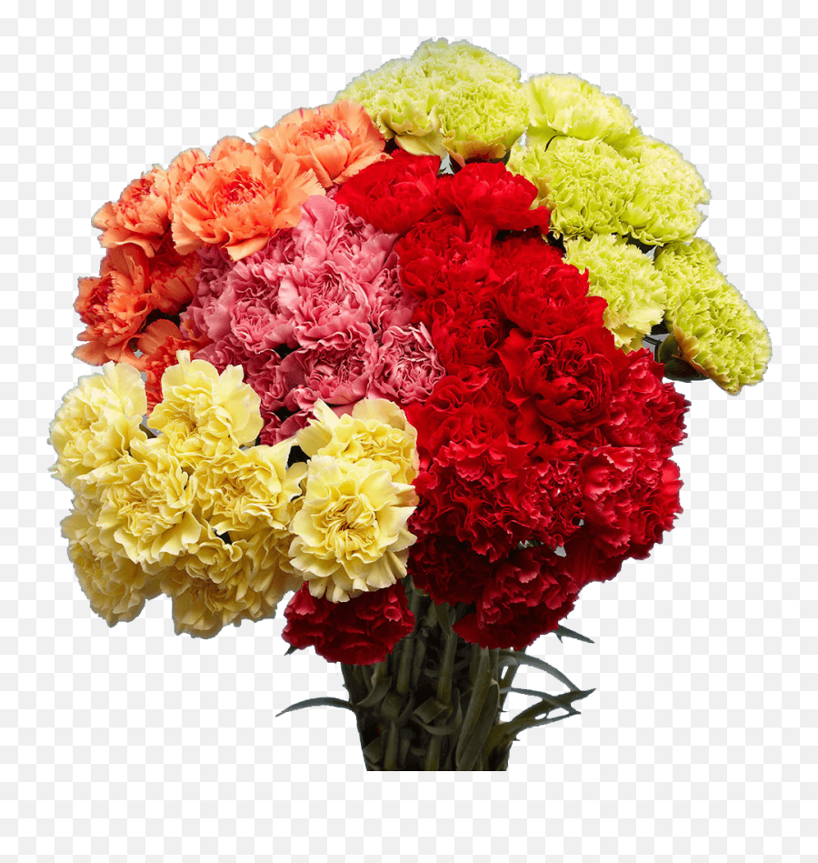 Send Carnation Flowers - Carnation Png,Carnation Png