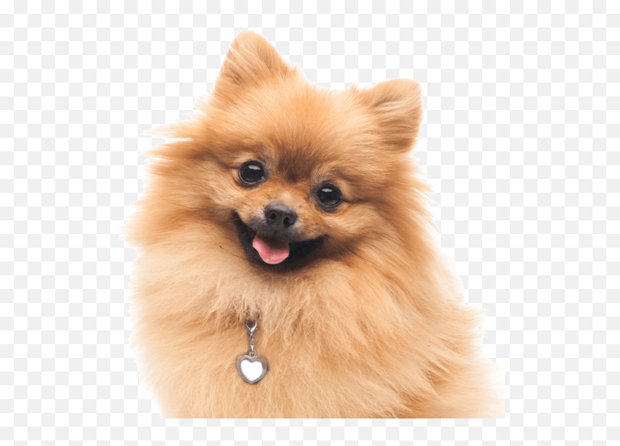 Pomeranian Puppies For Sale - Pomeranian Price In India 2020 Png,Pomeranian Png