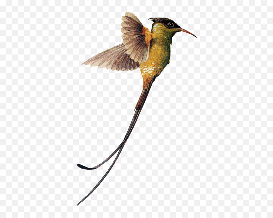Hummingbird Download Png Image - Swallow Tail Hummingbird Png,Hummingbird Png