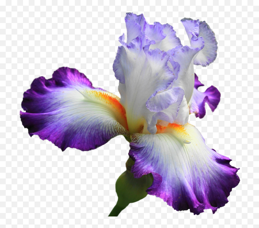 Drawing Irises Purple Iris Png Flower