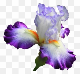 Drawing Irises Purple Png