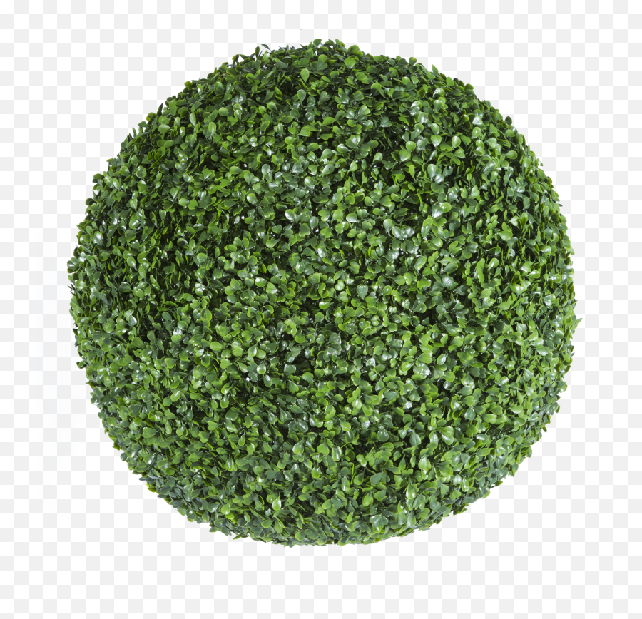 Boxwood Hedge Transparent Png Clipart