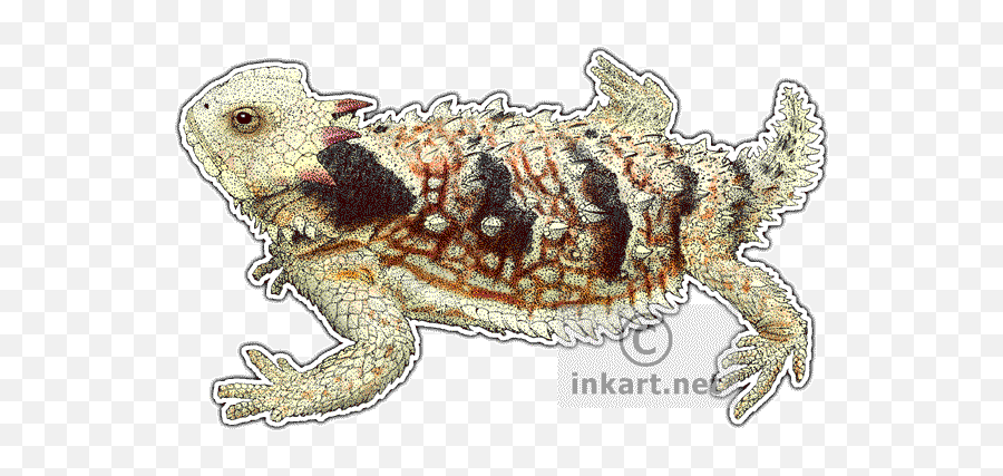 Horned Lizard Png Transparent Image - Drawing,Lizard Transparent