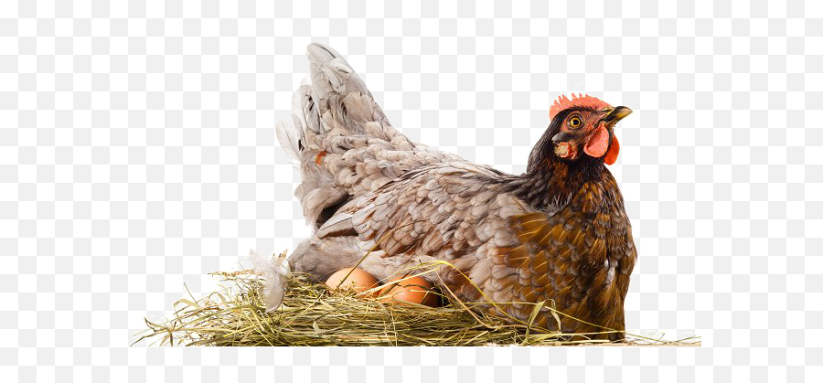 Hen Png File Download Free All - Hen Brooding,Chicken Png