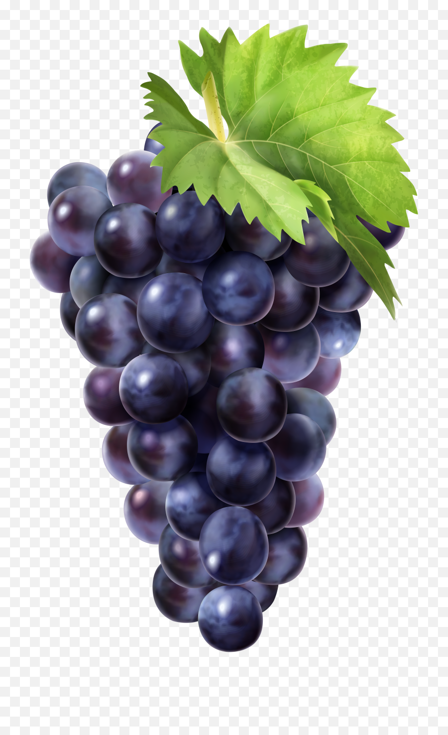 Black Grapes Png Clip Art Image - Grapes Png,Grapes Png