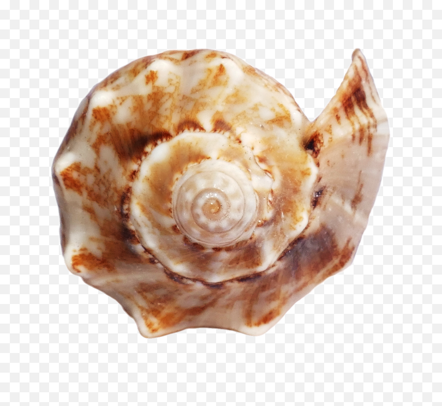 Ocean Sea Shell Png Images Background - Png Shell Sea,Shell Png
