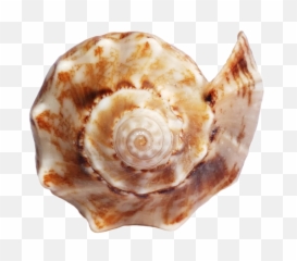 Ocean Sea Shell Png Images Background - Png Shell Sea,Shell Png