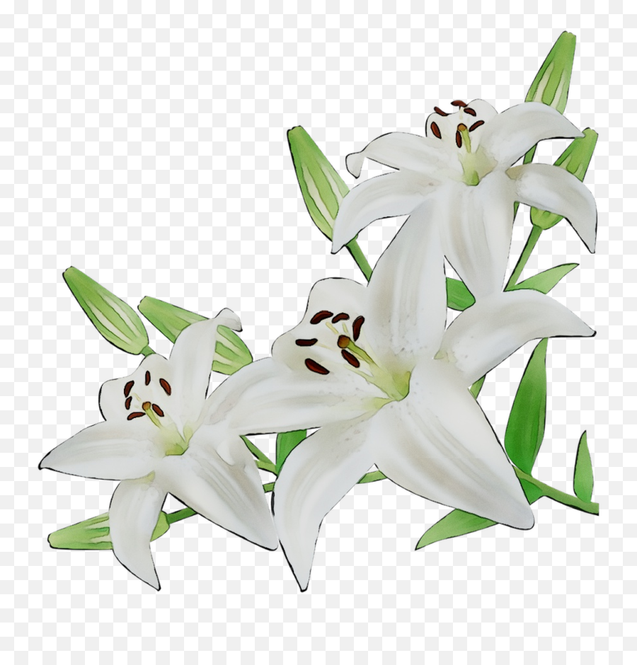 Lily Cut Flowers White Illustration - Transparent Lily Flower Png,Lilies Png