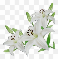 Lily Cut Flowers White Illustration - Transparent Png