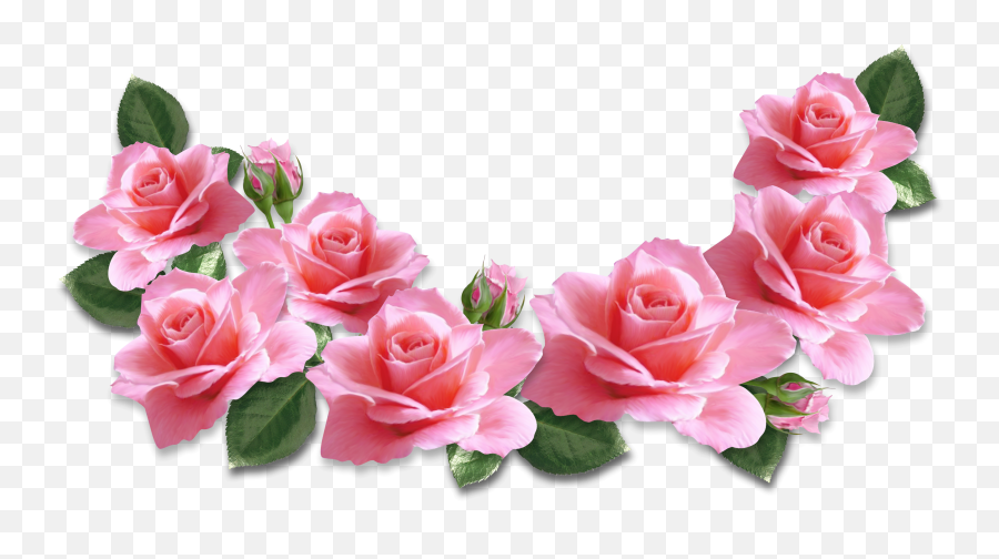 Download Pink Rose Png - Transparent Png Png Images Pink Rose Png Transparent,Rose Transparent