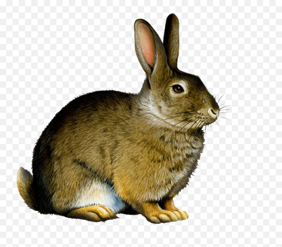 Bunny Rabbit Png - Rabbit Illustration,Rabbit Transparent