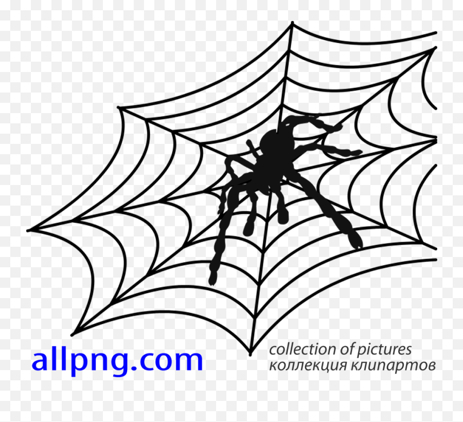 Download Hd Spider Web Vector Png - Wiki Transparent Png Spider Web,Spider Web Png