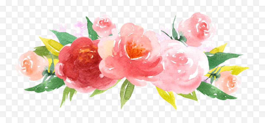 Pink Watercolor Roses Png Picture - Evergreen Rose,Watercolor Roses Png
