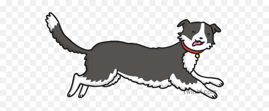 Running Border Collie Dog Illustration - Twinkl Dogs Png,Border Collie Png