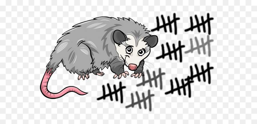 Possums - Down Kiwi Coast Northland Project Opossum Cartoon Png,Opossum Png