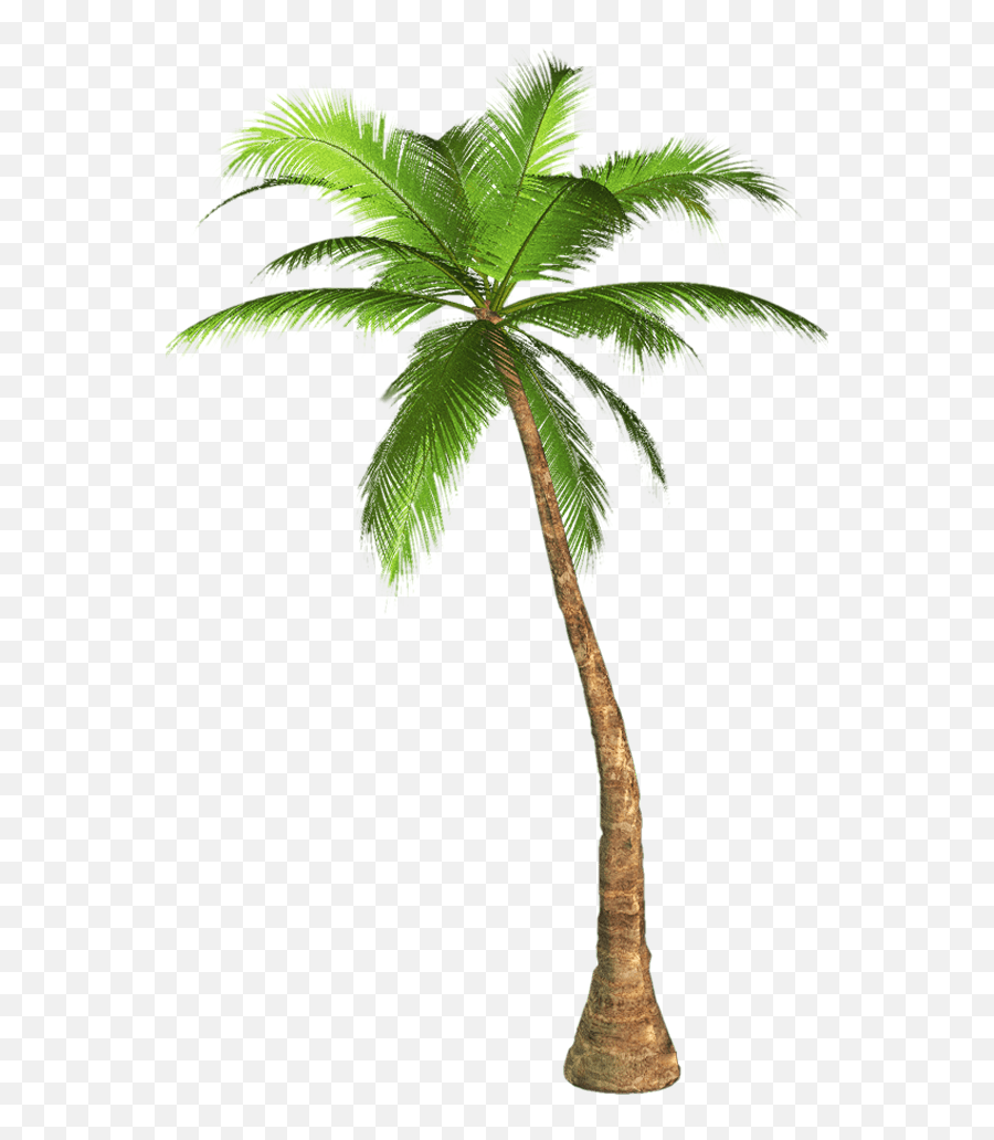 Palm Tree Transparent Background Image - Palm Tree With Transparent Background Png,Palmtree Png