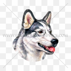Husky Face - Siberian png