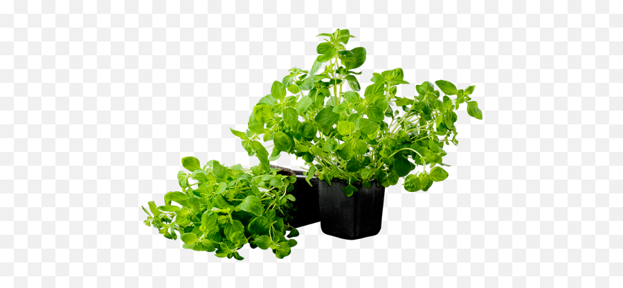 Oregano In A Pot Welcome To Grönsaksmästarna - Oregano In Pot Png,Oregano Png