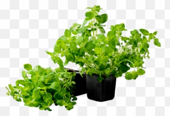 Oregano In A Pot Welcome To Grönsaksmästarna - Oregano In Pot Png,Oregano Png