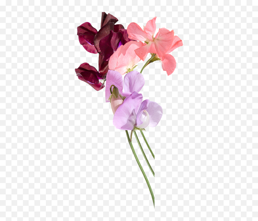 Download Sweet Pea Flowers Delivered By Post - Sweet Pea Png Sweet Pea And Vanilla,Pea Png