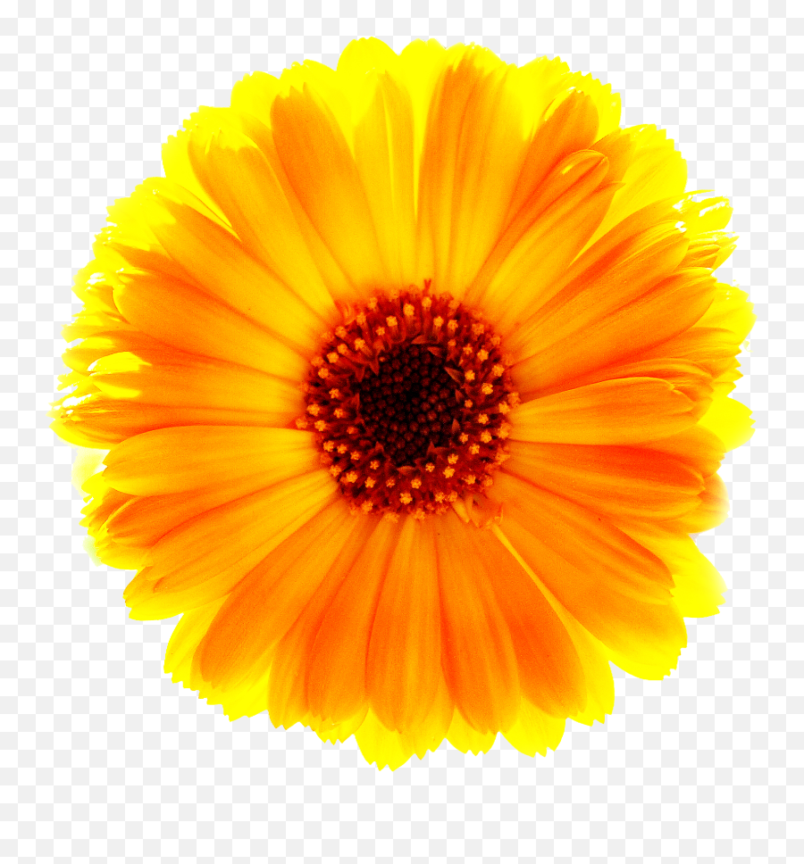 Download Marigold Png Free - Red And Yellow Daisy,Marigold Transparent