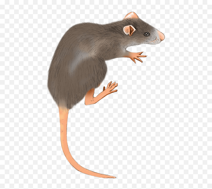 Rat Background Removed U2013 Tbrtc - Brown Rat Png,Rat Transparent Background