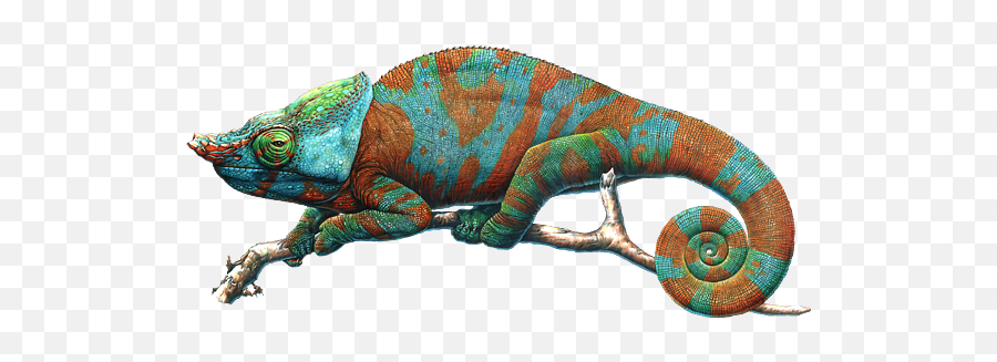 Chameleon Carry - All Pouch Chameleons Png,Iguana Transparent Background