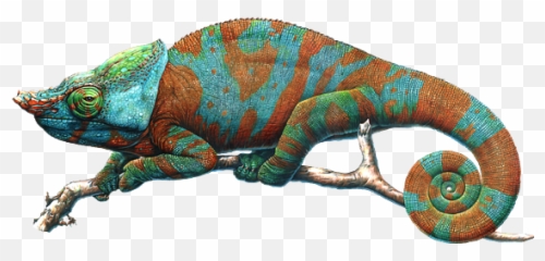 Chameleon Carry - all Pouch Chameleons png
