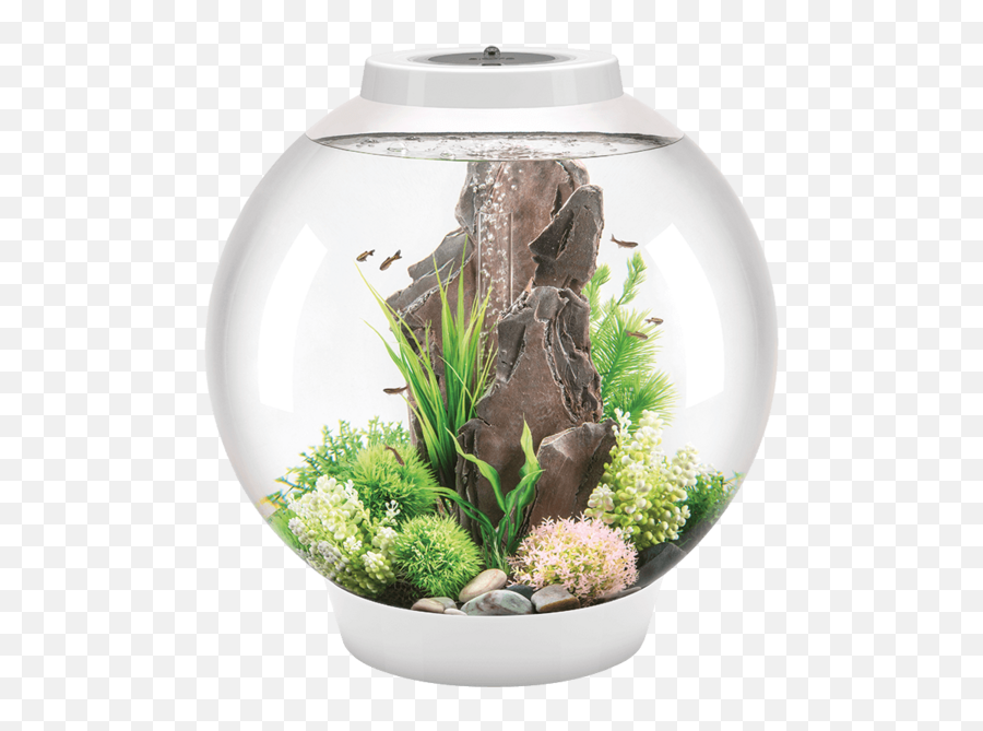 Biorb Classic - 4 Gallon Biorb Aquarium Png,Fish Bowl Png