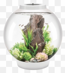 Biorb Classic - 4 Gallon Biorb Aquarium Png,Fish Bowl Png