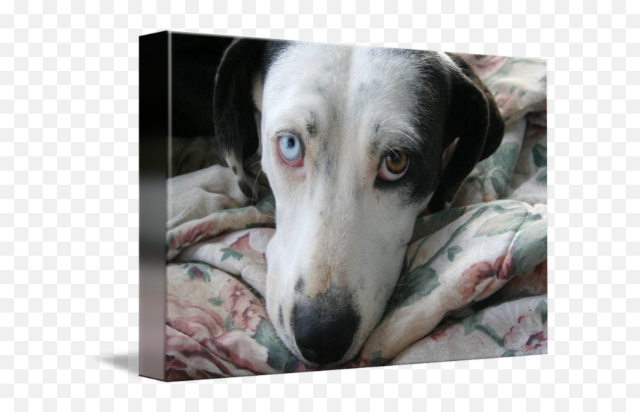 Dog With Sad Odd Eyes By Sherry Corriell - Martingale Png,Sad Dog Png