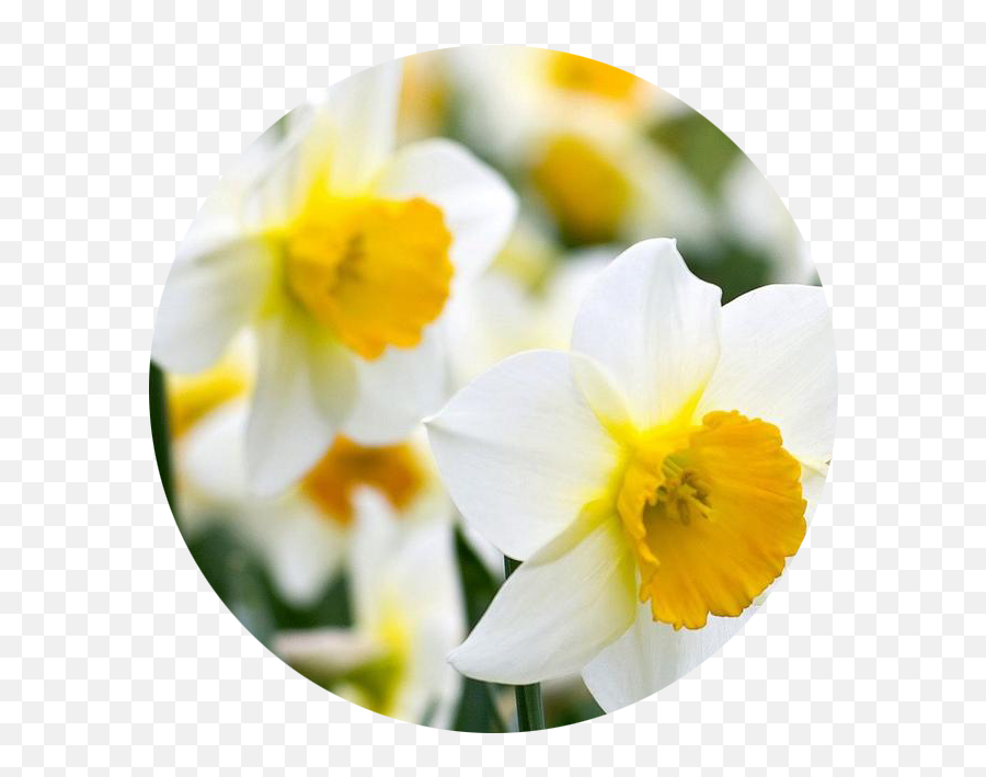 Daffodil Png - Daffodil,Daffodil Png