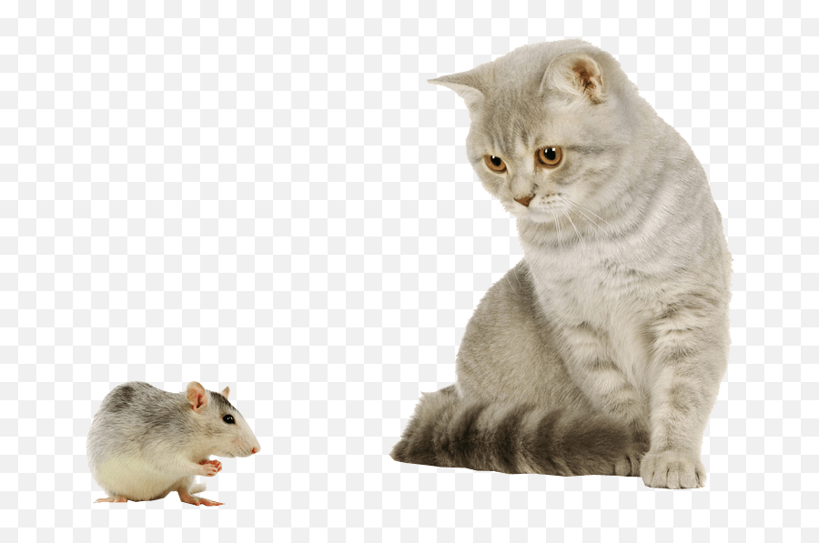 Transparent Background Free Png Images - Cat And Mouse Transparent,Rodent Png