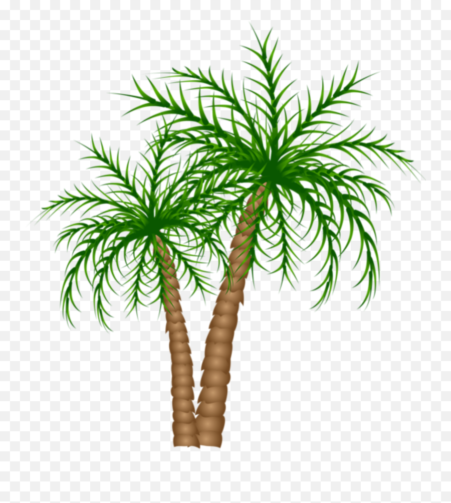Palm Tree Png Trees Picture Branches - Date Tree Clipart Png,Palm Branch Png
