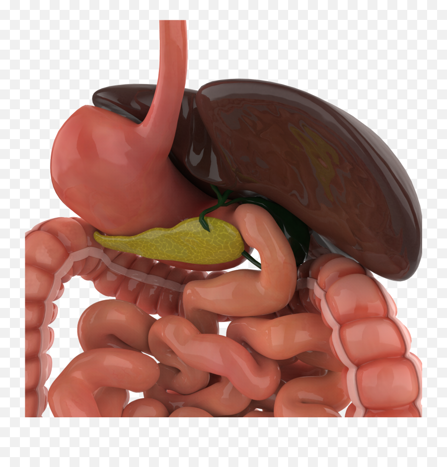 3d Model Digestive System - 3d Digestive System Figure Png,Digestive System Png