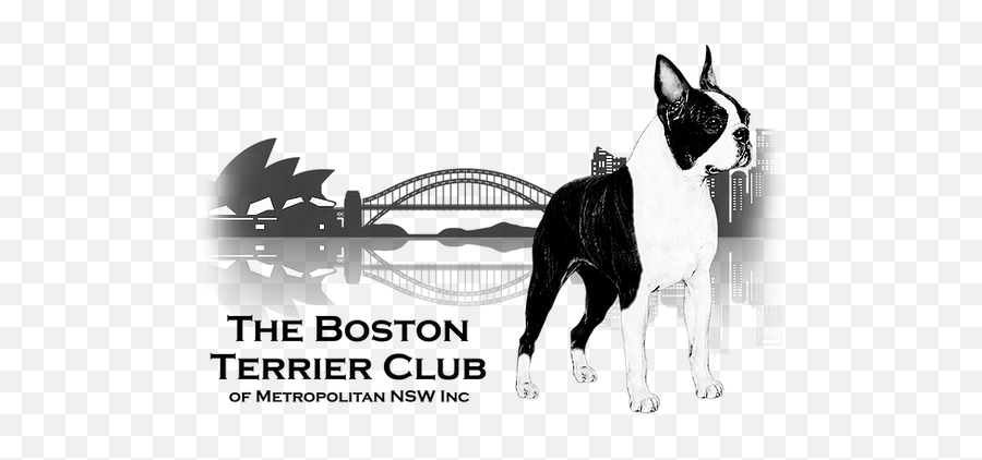 Boston Terriers The Terrier Club Of Metropolitan - Collar Png,Boston Terrier Png